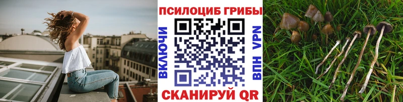 где купить наркоту  Приморско-Ахтарск  Псилоцибиновые грибы мицелий 